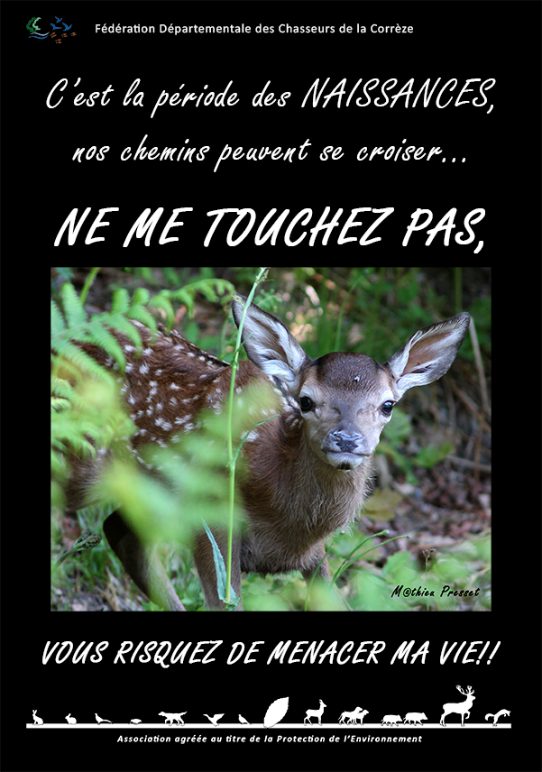affiche faon web