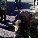 sanglier1_seilhac_11_09_2016