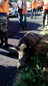 sanglier1_seilhac_11_09_2016