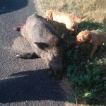 sanglier_seilhac_11_09_2016