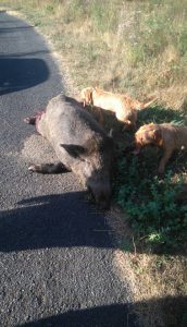 sanglier_seilhac_11_09_2016