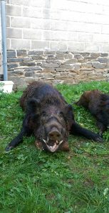 sanglier2