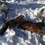 cerf5