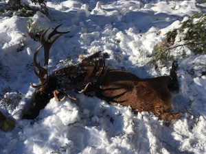 cerf5