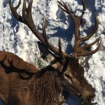 cerf6