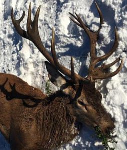 cerf6
