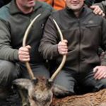 cerf_daguet