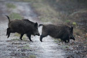 dgestim_sanglier_fnc2015