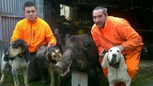 Sanglier_gros_chastang