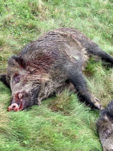 sanglier