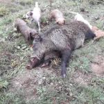 sanglier_pandrignes1
