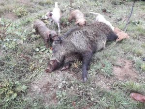 sanglier_pandrignes1