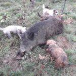 sanglier_pandrignes2
