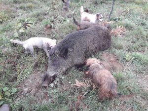 sanglier_pandrignes2